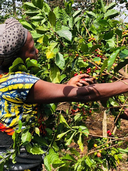 Rwandan - Rambagirakawa Natural A1