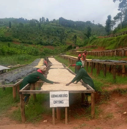 Bwishaza - Kungahara, Rwanda FULLY WASHED