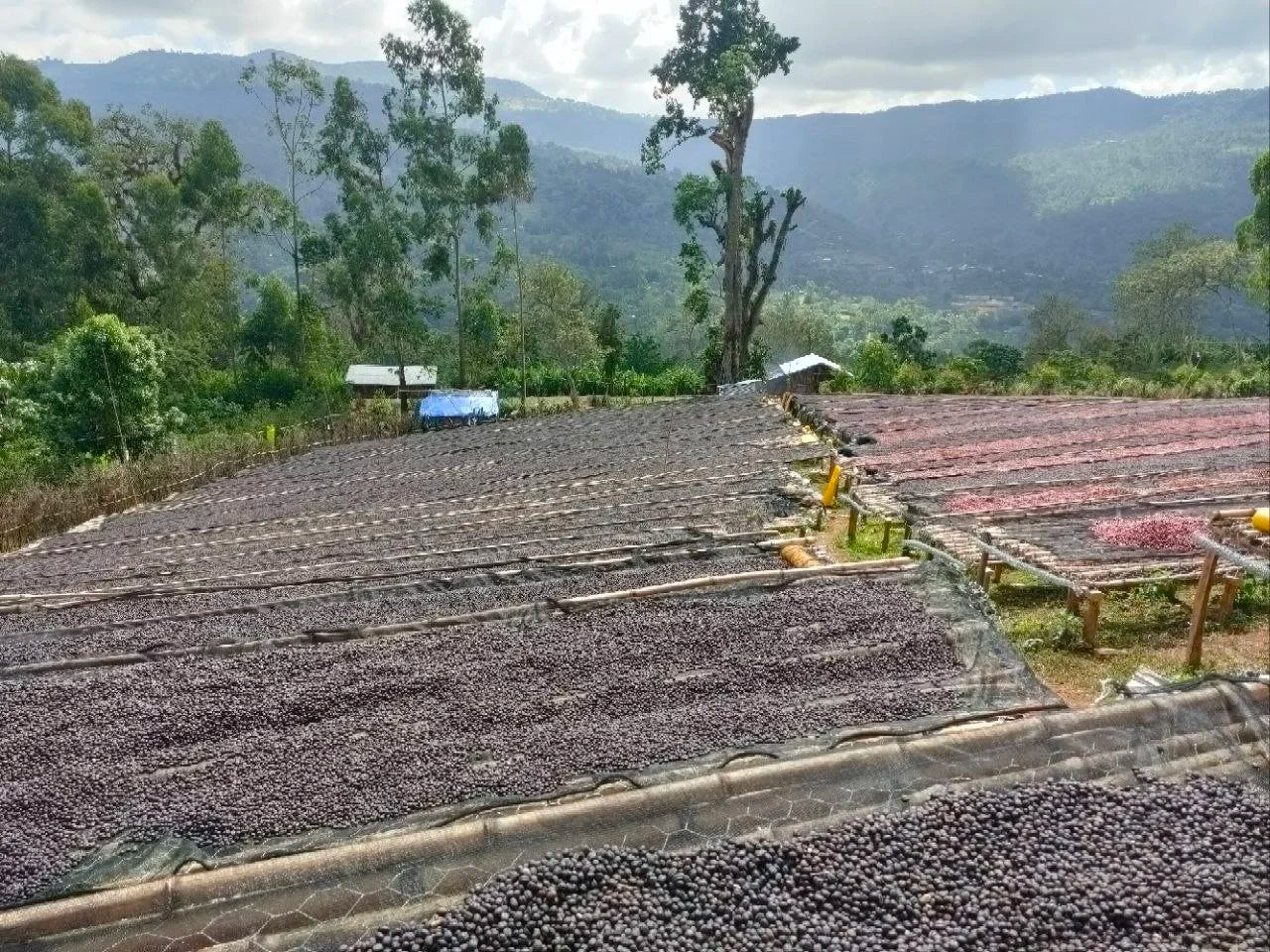 Ethiopia -Mehbuba's Guji Uraga G1