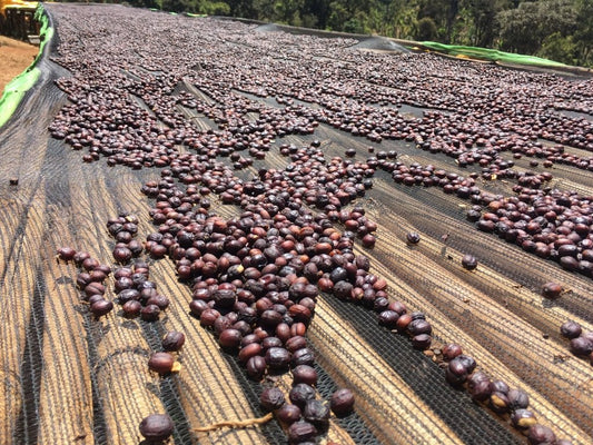 Ethiopia -Mehbuba's Guji Uraga G1