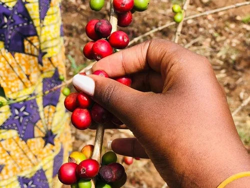 Rwandan - Rambagirakawa Natural A1